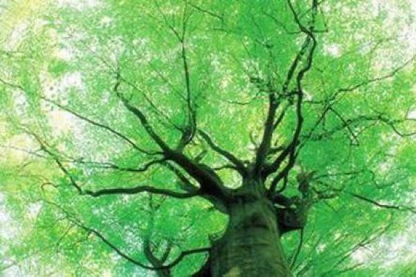 甲木女八字命局详解大全 甲木女性八字命局全面指南 甲木女八字命局详解大全 甲木女性八字命局全面指南